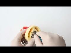 Modello di studio dentale Denti Modello di scuola odontoiatrica 28 pezzi Denti con vite Modello di mascella per restauro dentale per te