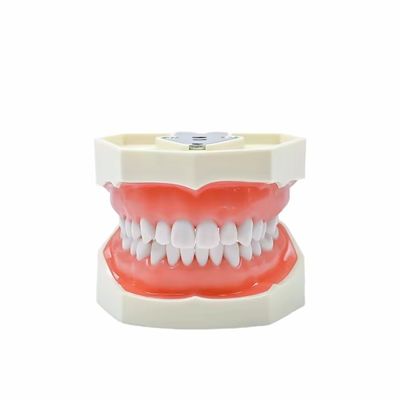 Studio dentale Modello dentale Scuola dentale 28pcs Denti con vite Restauro dentale Modello mascella