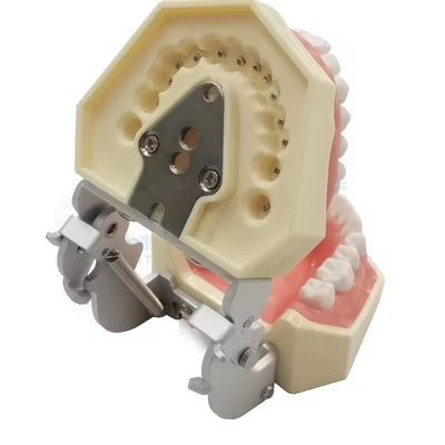 Studio dentale Modello dentale Scuola dentale 28pcs Denti con vite Restauro dentale Modello mascella
