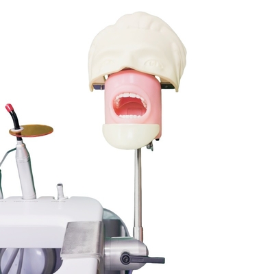 Scuola di Odontoiatria Capo Fantasma Per Studenti Dentisti Modello di Studio Unità di Capo Fantasma Dentale