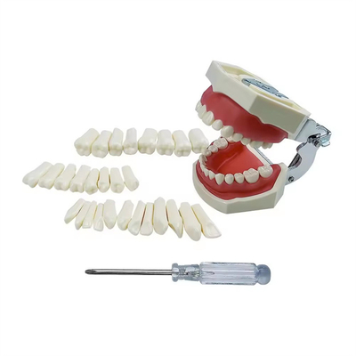 Esercizio dentale standard denti studenti dentali allenamento denti 28pcs/32pcs resina denti permanenti