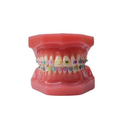 11 Modelli di denti per adulti per la formazione degli studenti di medicina dentale