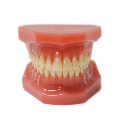 11 Modelli di denti per adulti per la formazione degli studenti di medicina dentale