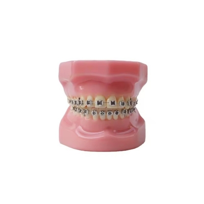 Dental Typedont Modello di denti per la preparazione Dental Studente Ortodonzia Pratica Modello