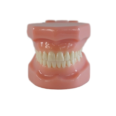 Dental Typedont Modello di denti per la preparazione Dental Studente Ortodonzia Pratica Modello