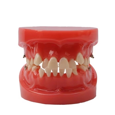 Formazione Uso dentale Modello didattico Modello ortopedico dentale funzionale senza supporto