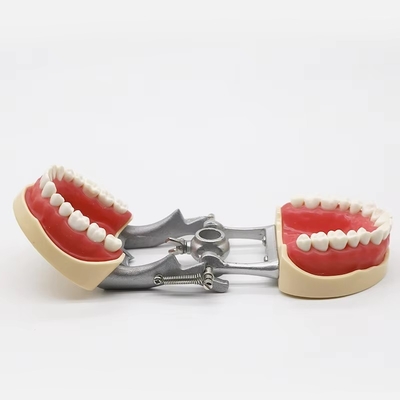 Modello standard Dental Practice Studente Dental Tipodonti dentali in resina acrilica con Articulatore DP