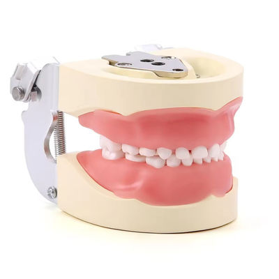 Distaccabile 24pcs Bambini denti Dental Modello resina fatta allenamento Bambini denti Modello di pratica