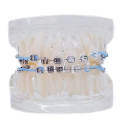Modello di denti umani multicolori per studio dentale Modello di denti ortodontici con supporto