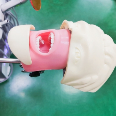 Studenti odontoiatrici professionisti Modello di formazione simulato Scienze mediche Modello di testa fantasma dentale