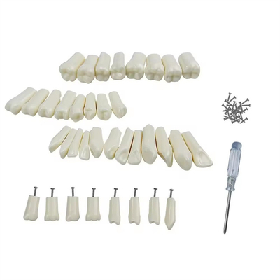 32pcs / Set dentale Typodont Rimpiazzo denti Dental Studente pratiche Strumenti Durezza Resina denti