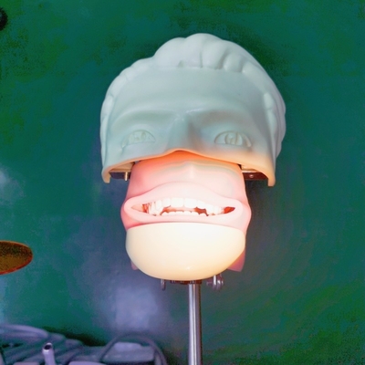 Modello di simulazione di formazione dentale testa carrello montato testa fantasma dentale con denti per l'istruzione e per la pratica