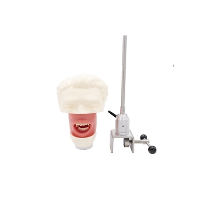 Dental Teaching Dental Model Dental Simulator System Phantom Head per la formazione Nuovo Dental Implant Simulator Head