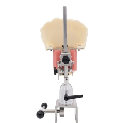 Dental Teaching Dental Model Dental Simulator System Phantom Head per la formazione Nuovo Dental Implant Simulator Head