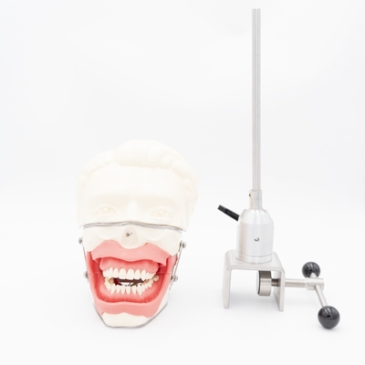 Modello di formazione all'anestesia orale, simulazione realistica della gengiva e della mascella per la pratica dell'iniezione, modello di anestesia per conduzione dentale
