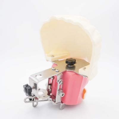 Advanced Oral Phantom Head Dental Teaching Head Model Dental School Desktop Practice Dental Training Simulator (Simulatore di allenamento dentale)