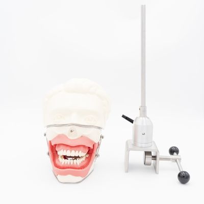 Modello di estrazione dell'anestesia dentale Scuola dentale Anestesia Iniezione Modello di formazione Sistema di simulazione dell'anestesia orale