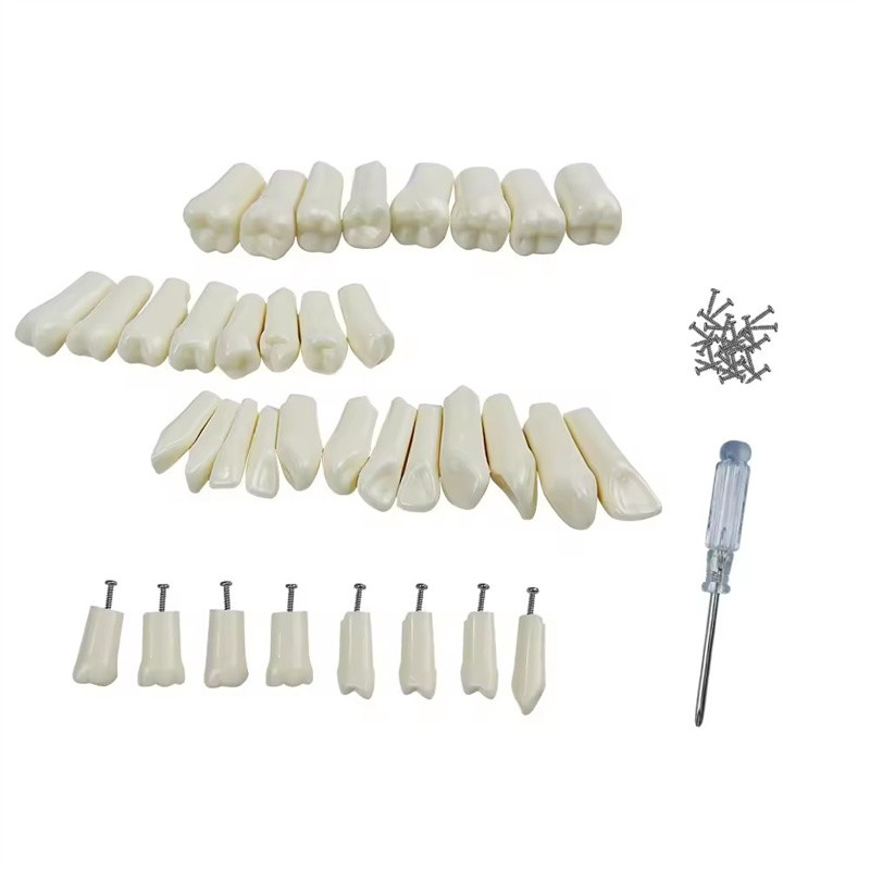 32pcs / Set dentale Typodont Rimpiazzo denti Dental Studente pratiche Strumenti Durezza Resina denti