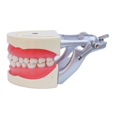 Modello standard Dental Practice Studente Dental Tipodonti dentali in resina acrilica con Articulatore DP